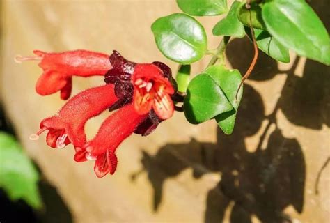 口紅花照顧|口紅花養殖方法和注意事項，好養的「紅唇」，不走心。